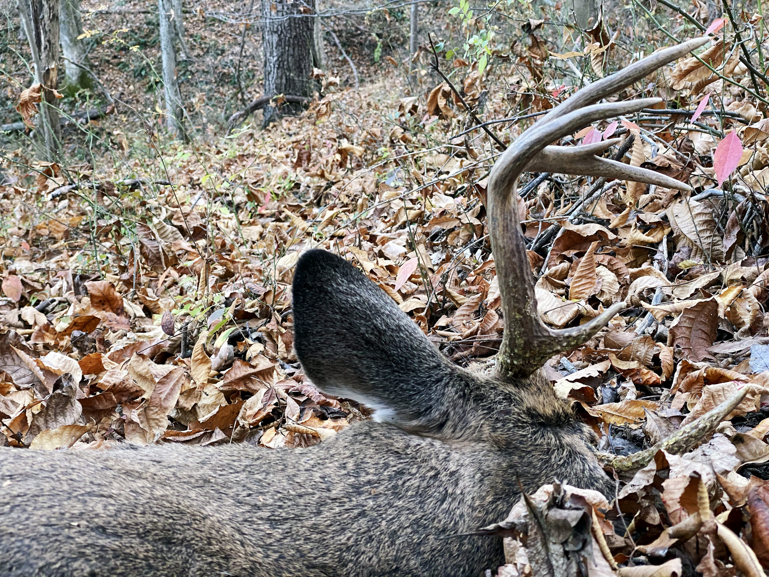 OUTDOORS NOTEBOOK: Backstrap for Thanksgiving dinner